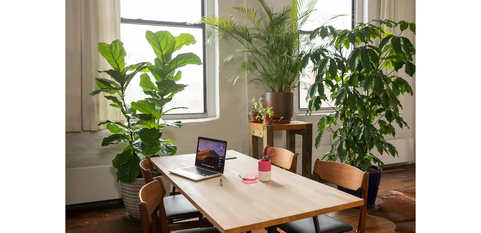 Interior luminoso y acogedor de la oficina de Vía Migratoria en Madrid, con mesa de madera y plantas
